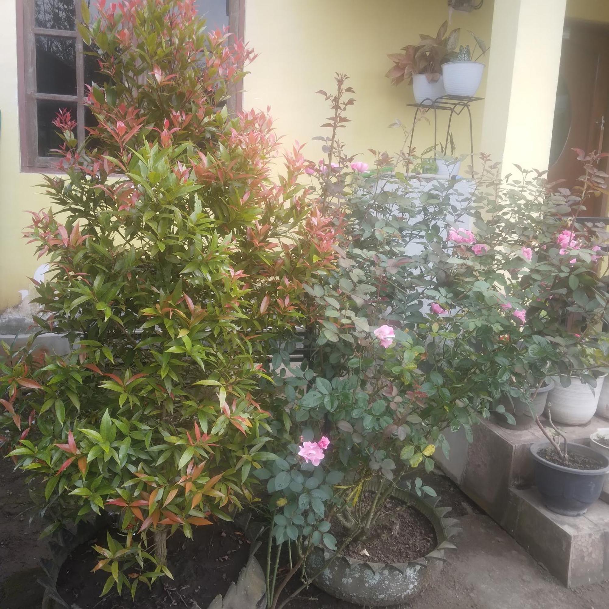 Mushtinal Guest House Kelimutu Luaran gambar